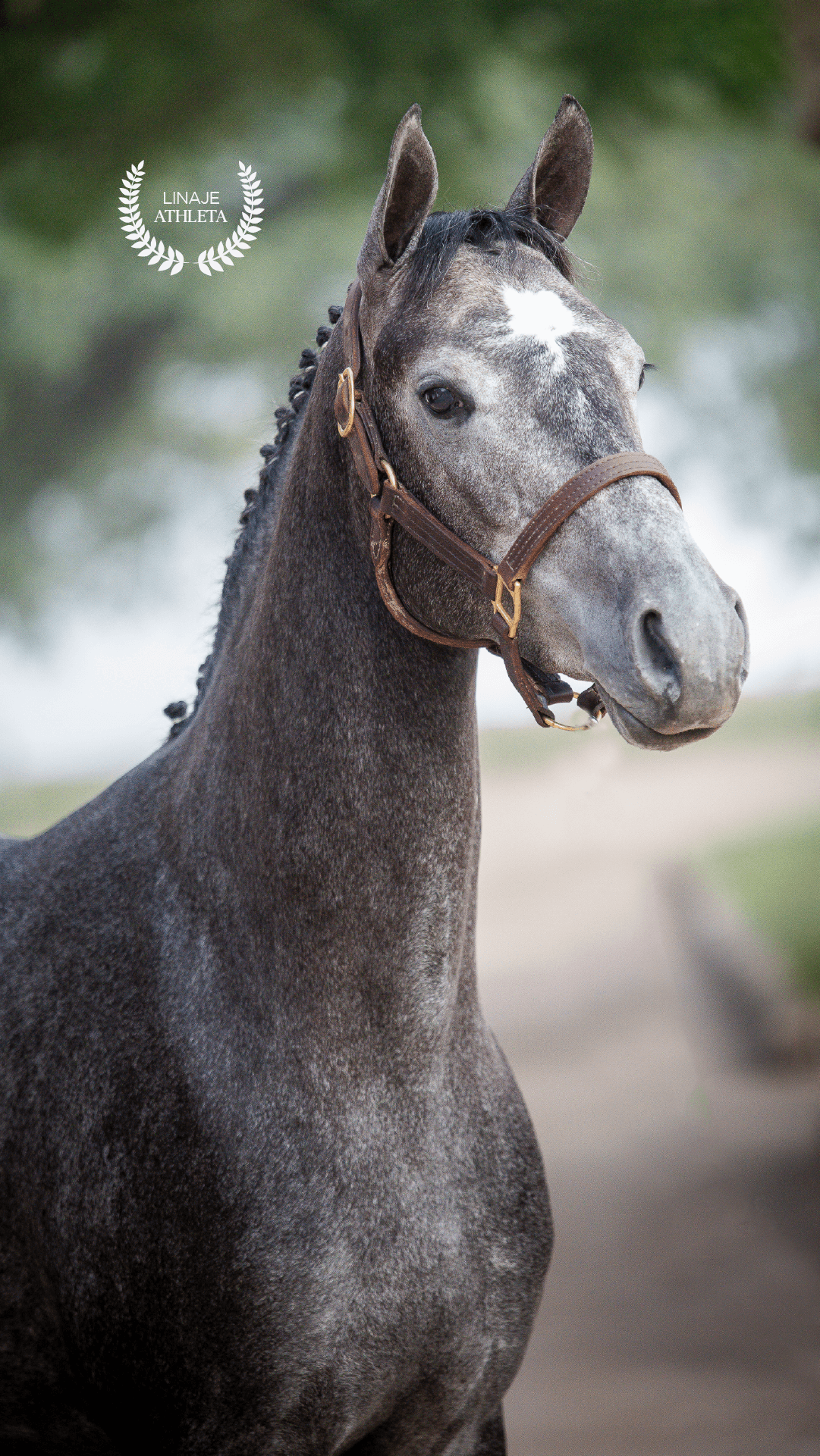 Pegasus Aicega